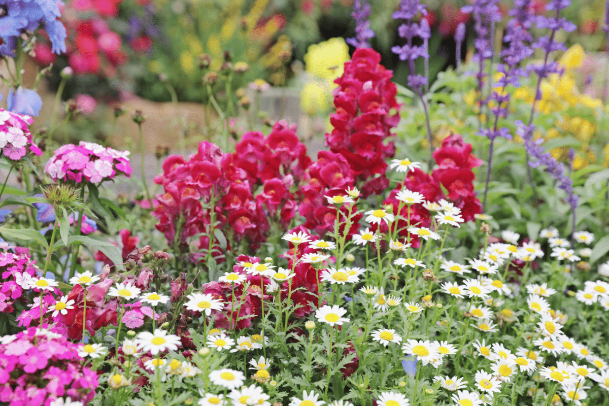 découvrez les plantes vivaces idéales à planter ou entretenir en mars pour un jardin florissant au printemps.