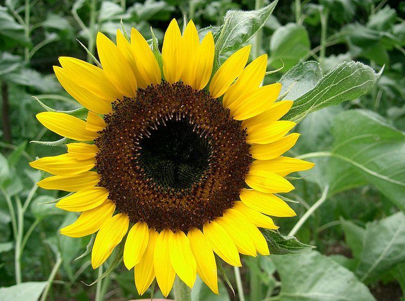 découvrez les raisons d'adopter les tournesols en été pour apporter couleur, énergie et gaieté à votre jardin ou intérieur.