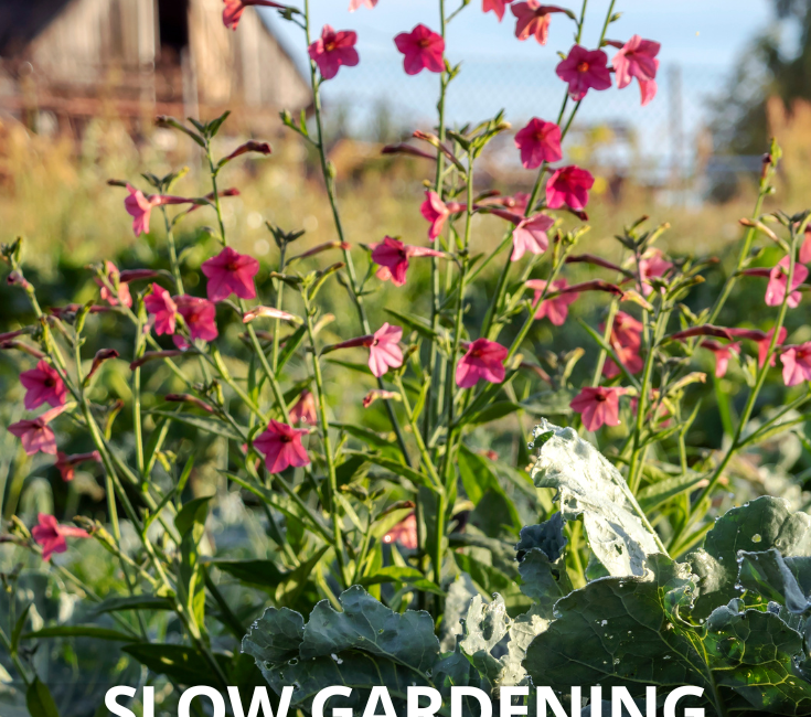 découvrez le slow gardening, une approche de jardinage sereine et durable qui respecte la nature et favorise le bien-être au jardin.