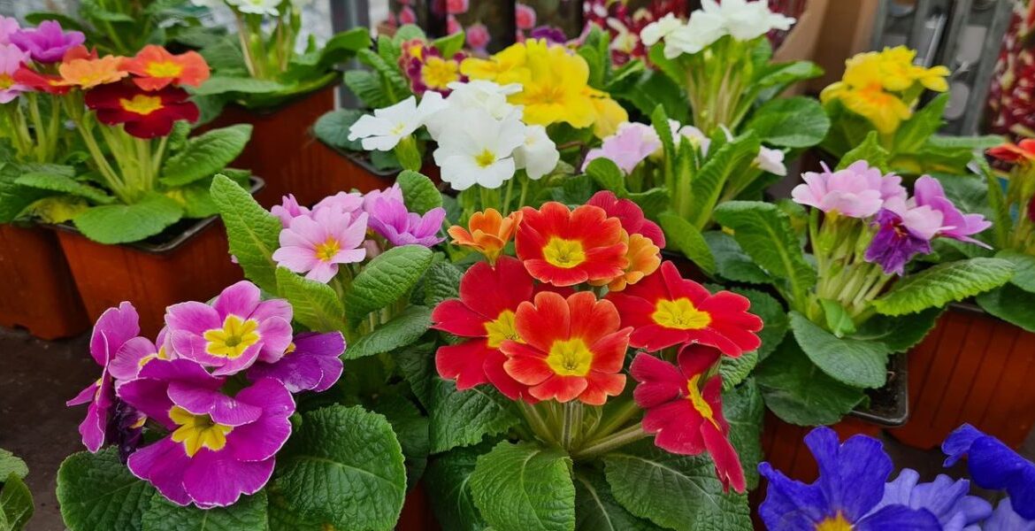 découvrez notre sélection de vivaces précoces pour un jardin en avance, apportant couleur et vitalité dès le début de la saison.