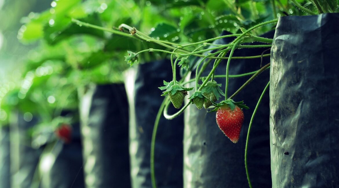 découvrez comment arroser vos fraisiers correctement pour garantir une récolte abondante et savoureuse tout au long de la saison.