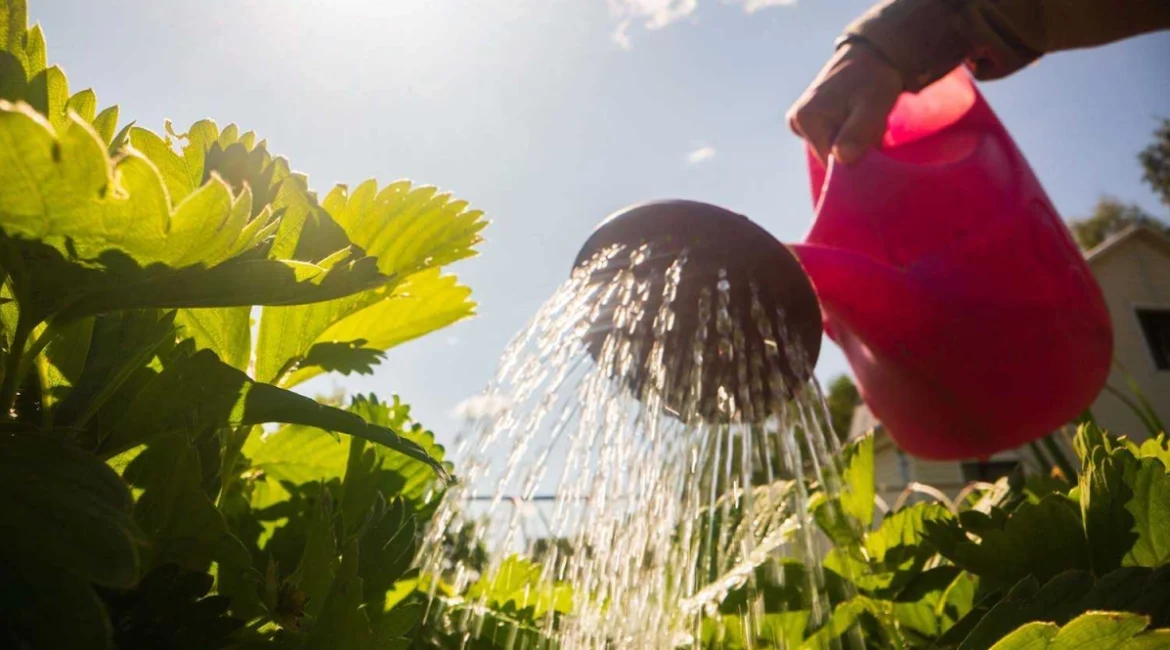 découvrez les conseils essentiels pour votre potager : binage vs arrosage, leurs avantages et astuces pour optimiser la croissance de vos légumes.