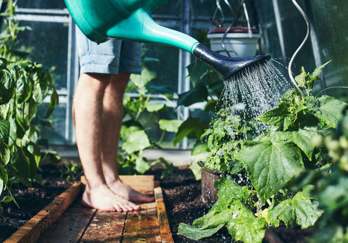 découvrez les conseils essentiels pour bien choisir entre binage et arrosage afin d'optimiser l'entretien de votre potager et favoriser la croissance de vos plantes.