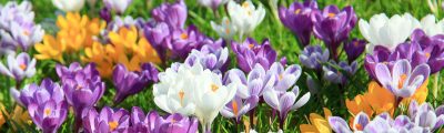 découvrez les erreurs fatales à éviter pour réussir la culture des crocus au jardin et assurer une floraison éclatante chaque saison.