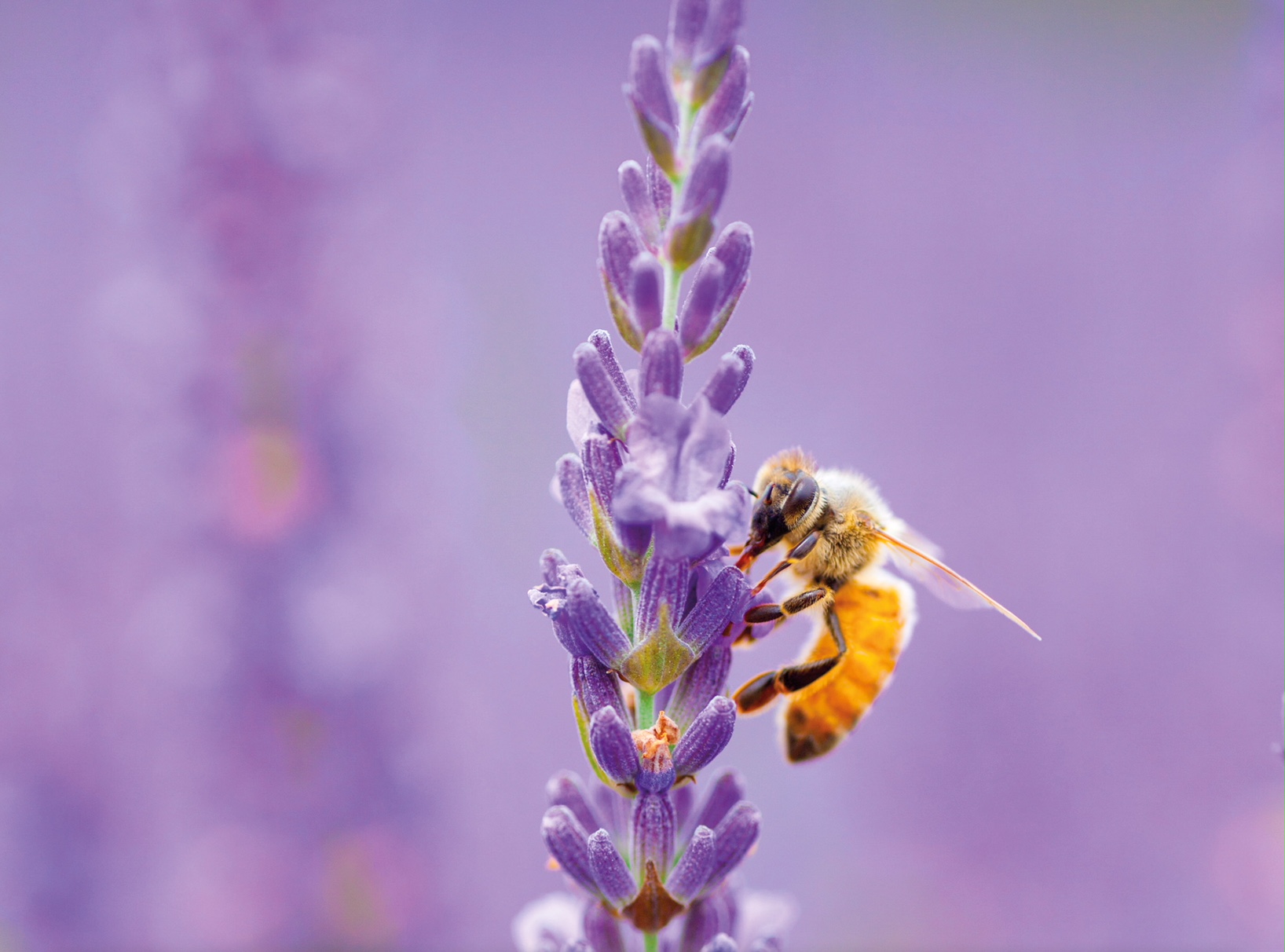 découvrez les fleurs attractives qui attirent les abeilles, favorisant la pollinisation et soutenant la biodiversité de votre jardin.