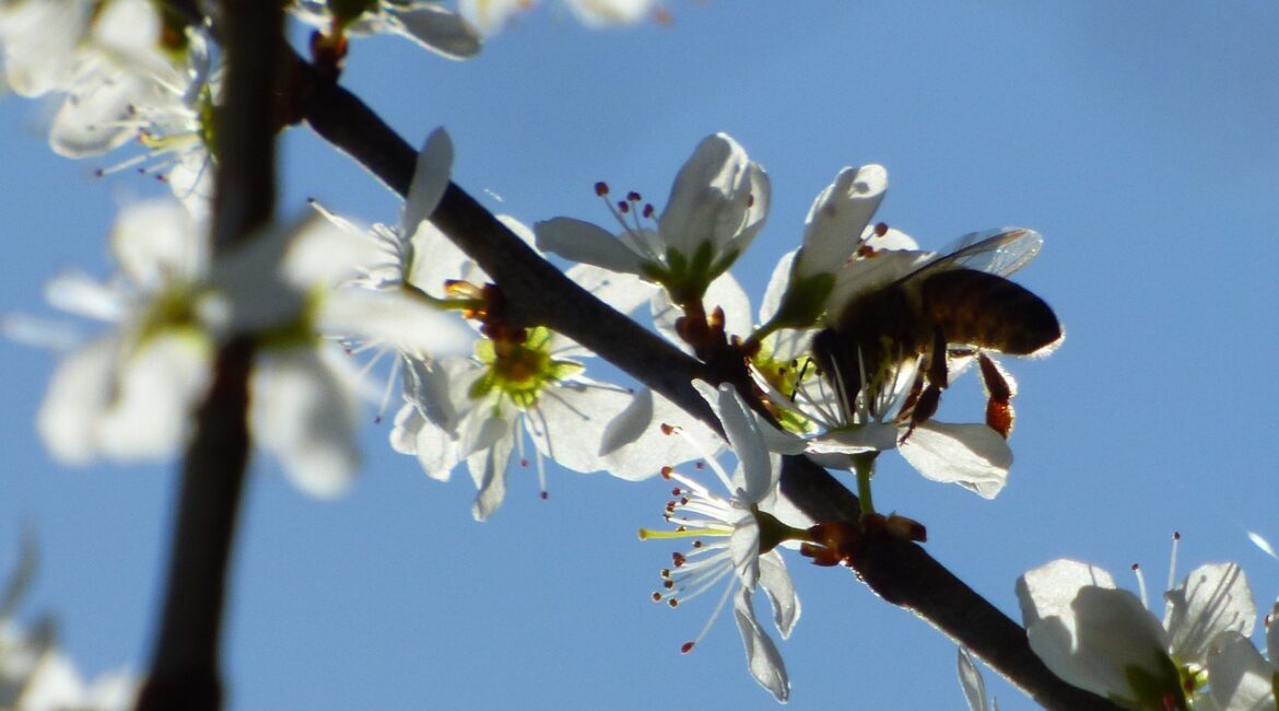 découvrez les fleurs qui attirent naturellement les abeilles et favorisent la pollinisation pour un jardin fleuri et écologique.