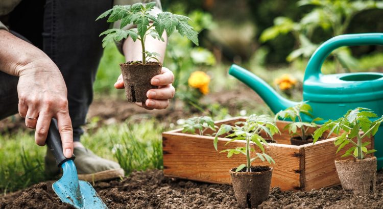 découvrez les fleurs incontournables à planter en juin pour embellir votre jardin tout l'été avec des couleurs éclatantes et un entretien facile.