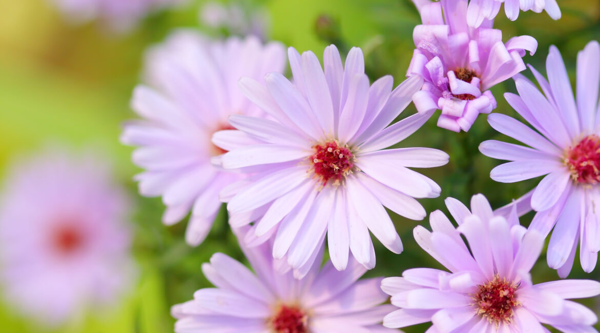 découvrez les fleurs incontournables à planter en juin pour un jardin éclatant tout l'été. conseils pratiques et variétés faciles à cultiver.