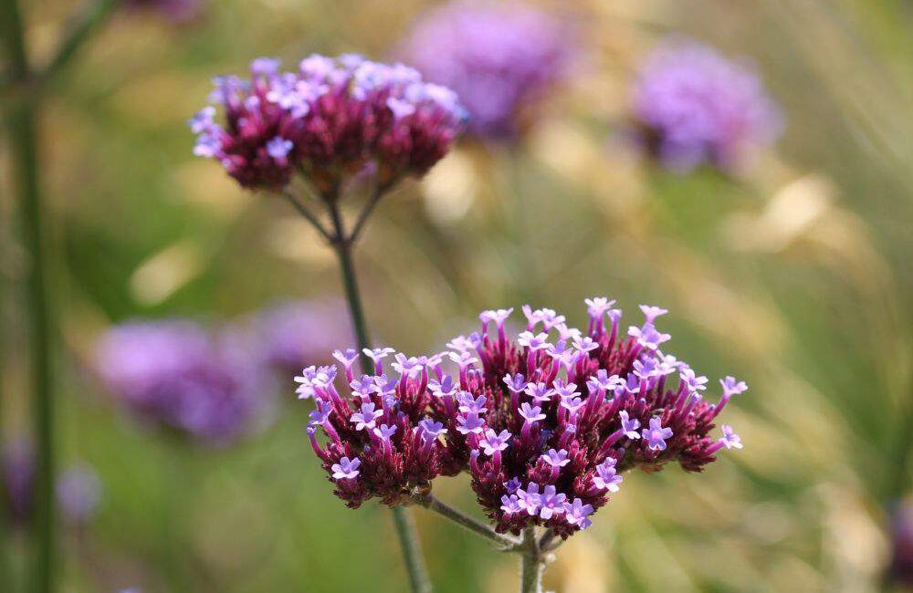 découvrez les meilleures fleurs résistantes pour embellir votre jardin sec en fin mars, des variétés adaptées à la sécheresse pour un jardin coloré et durable.