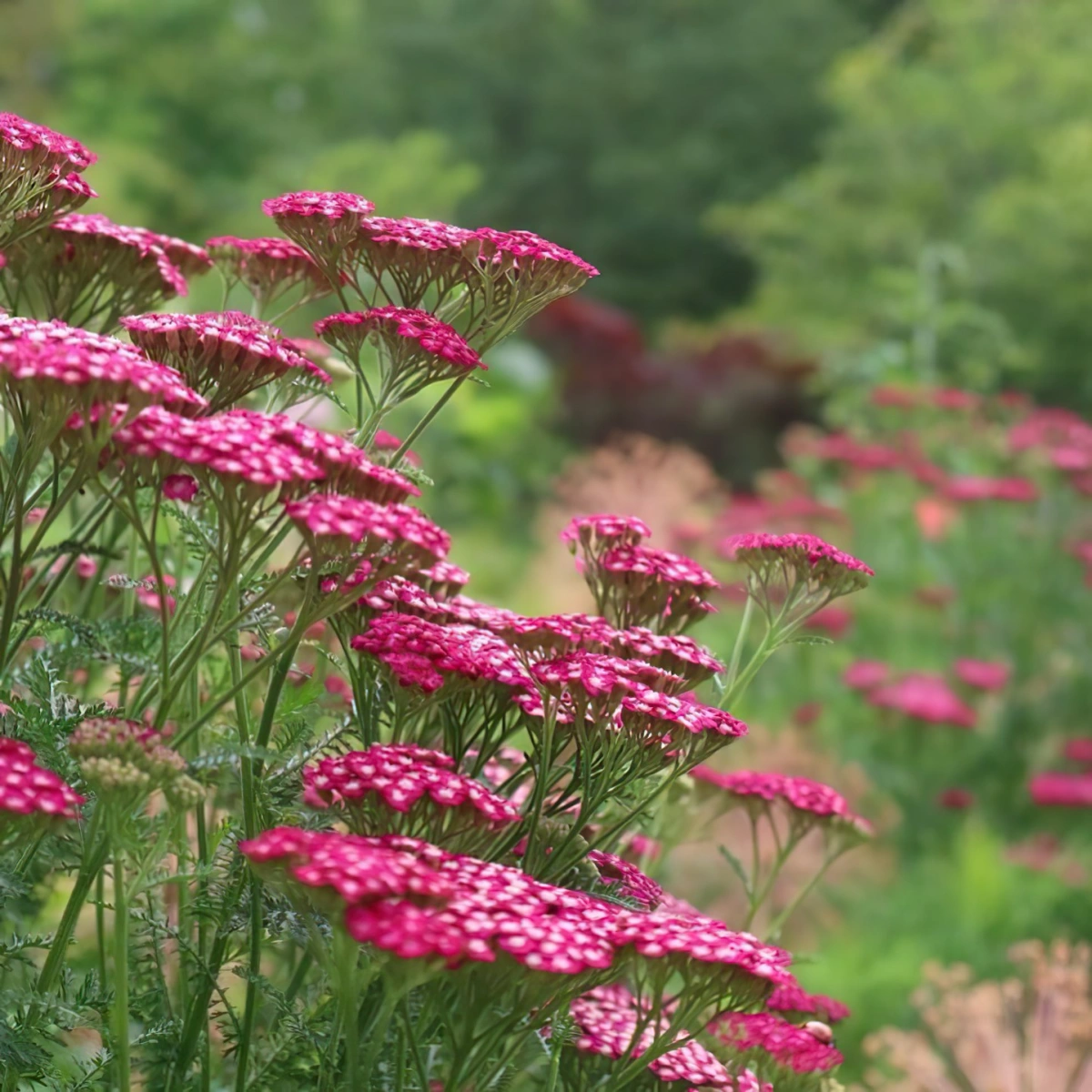 découvrez les meilleures fleurs résistantes idéales pour un jardin sec en fin mars. conseils pour un jardin fleuri et durable malgré la sécheresse.