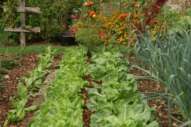 découvrez des conseils pratiques de jardinage pour des récoltes abondantes tout au long de l'année. optimisez votre potager et profitez de fruits et légumes frais chez vous.