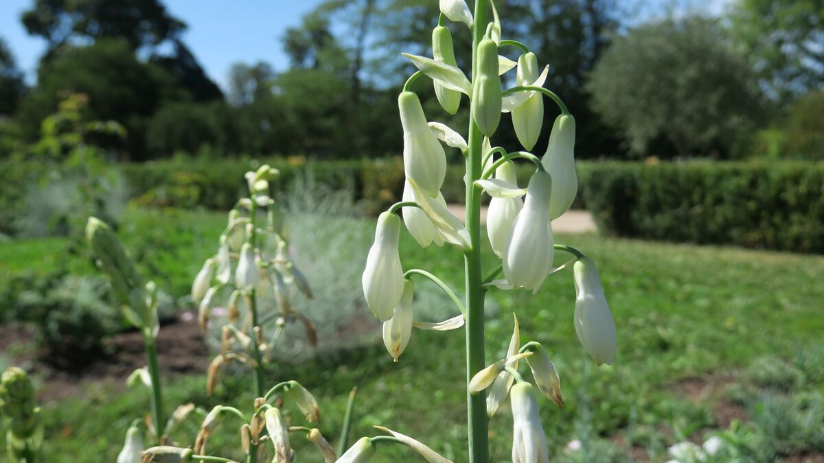 découvrez nos plantes résistantes idéales pour un jardin en période de canicule, qui supportent la chaleur intense et nécessitent peu d'eau.