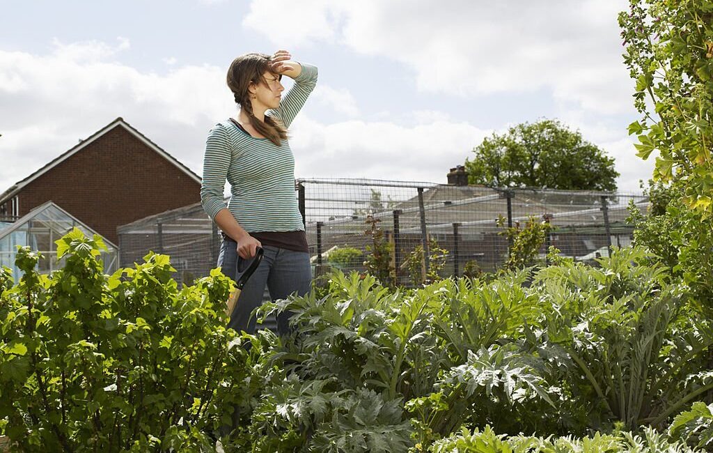 découvrez notre sélection de plantes résistantes idéales pour un jardin en période de canicule, alliant beauté et robustesse face à la sécheresse.