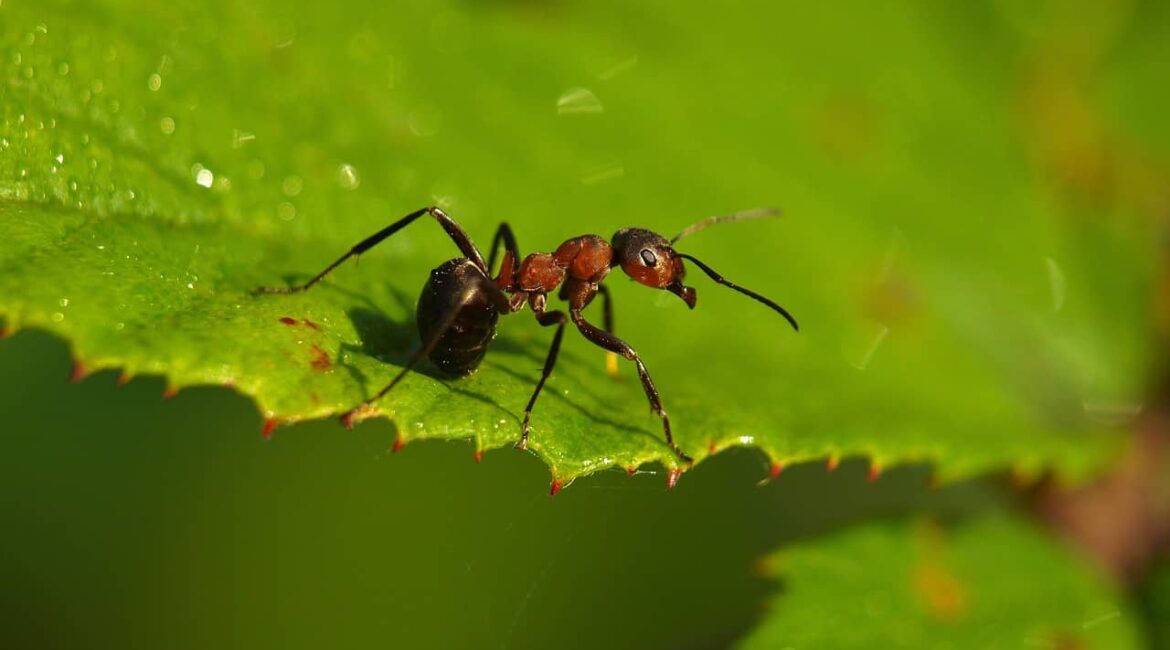 découvrez comment utiliser une poudre blanche au jardin pour éliminer les fourmis efficacement tout en valorisant le marc de café comme fertilisant naturel.
