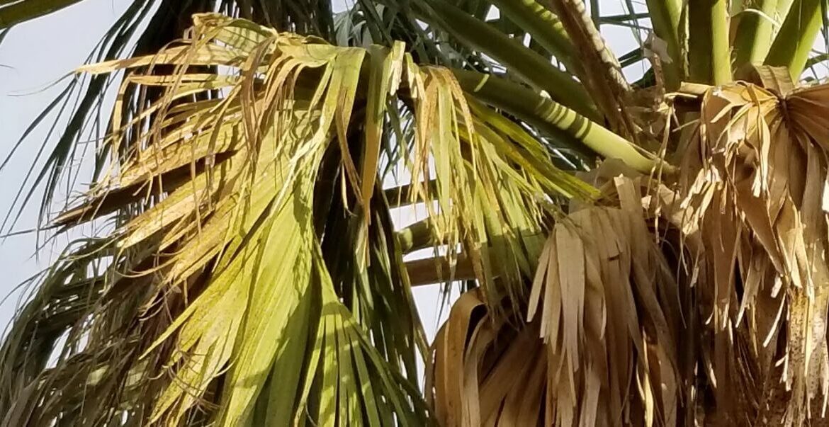 découvrez les conseils d'experts pour tailler efficacement les feuilles jaunes de votre palmier et favoriser sa bonne santé.