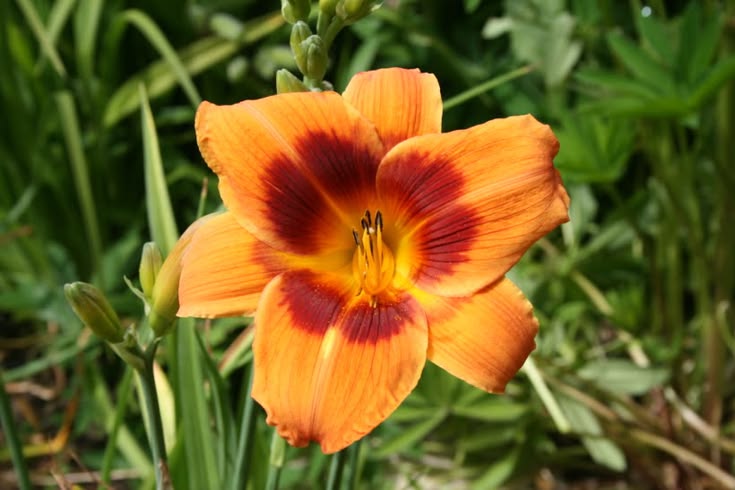 découvrez notre sélection de vivaces fleuries nécessitant peu ou pas d'arrosage, idéales pour un jardin facile à entretenir et toujours coloré.