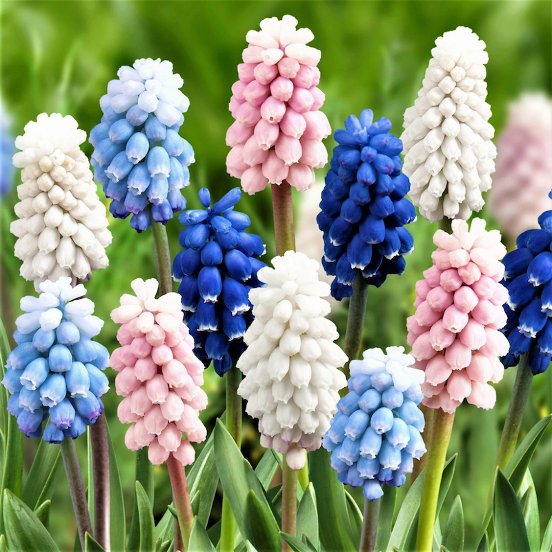 découvrez notre sélection de vivaces fleuries sans arrosage, idéales pour un jardin coloré et durable avec un minimum d'entretien.