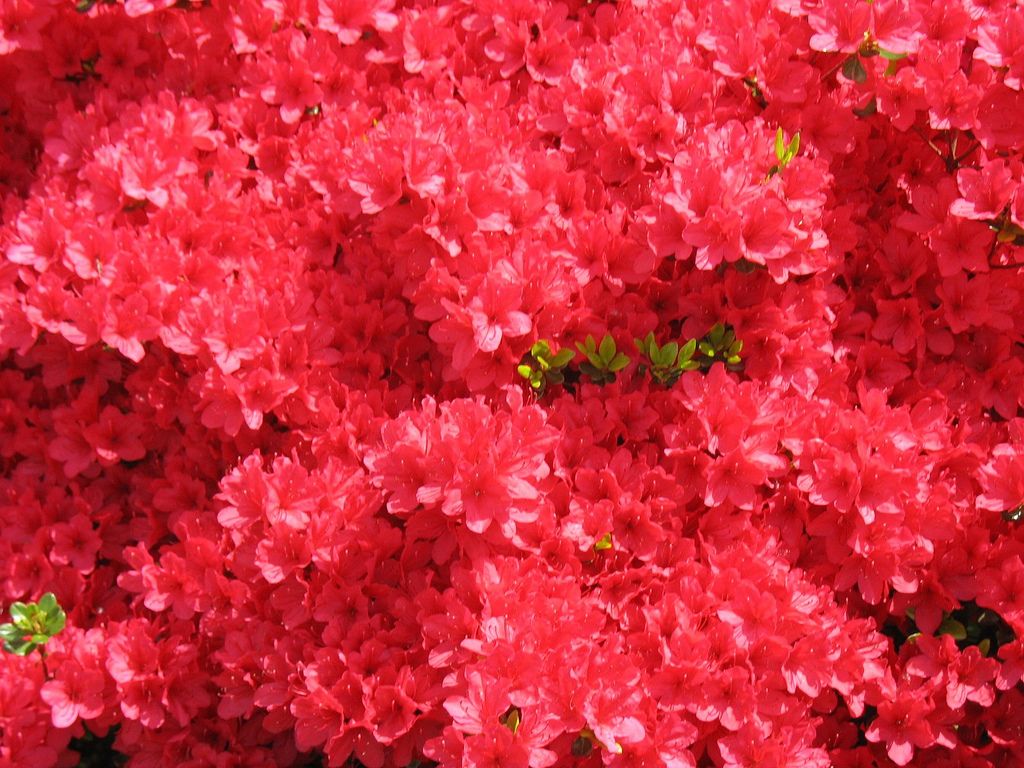 découvrez notre sélection d'arbustes résistants à la canicule à moins de 10 €, idéals pour embellir votre jardin tout en supportant la chaleur estivale.