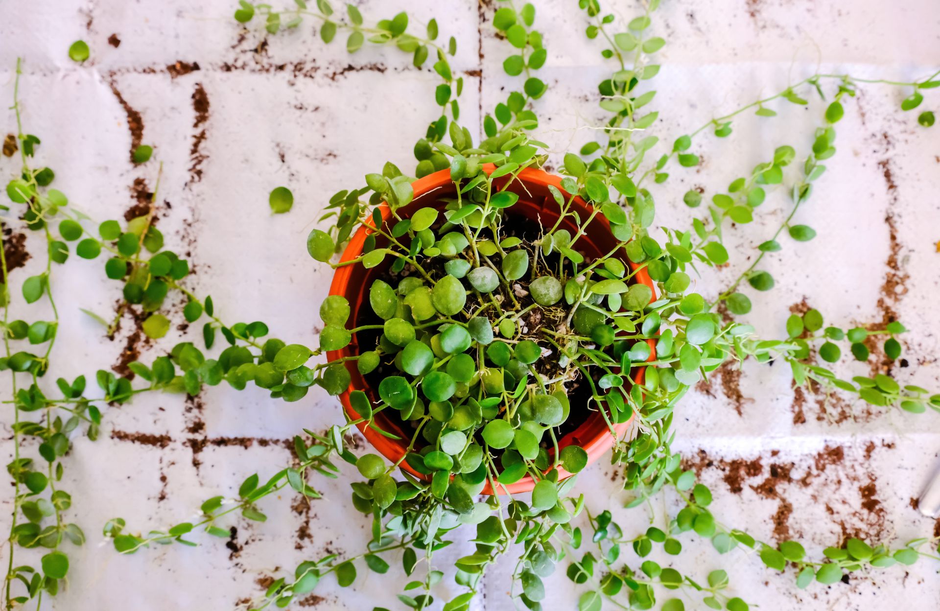 découvrez nos astuces pratiques pour arroser vos plantes efficacement et les garder en pleine santé toute l'année.