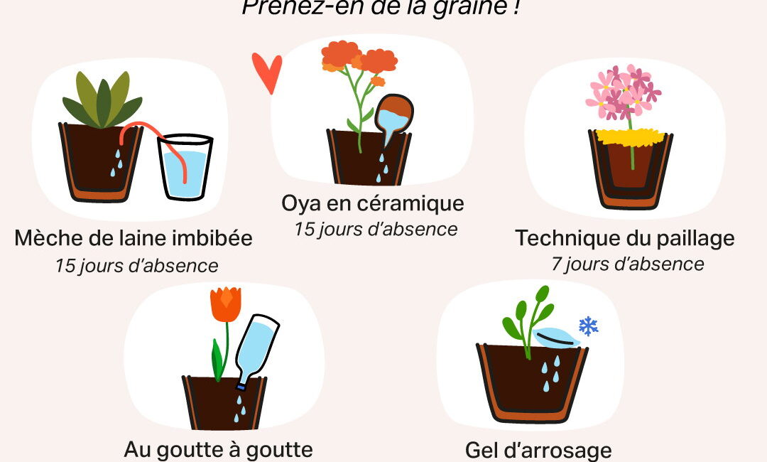 découvrez nos astuces pratiques pour arroser vos plantes efficacement et les garder en pleine santé toute l'année.