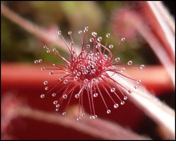 découvrez la beauté envoûtante d'une fleur mystérieuse qui s'épanouit au lever du jour, symbole de renouveau et de magie matinale.