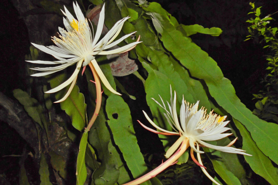découvrez la beauté envoûtante d'une fleur mystérieuse qui s'épanouit délicatement au lever du jour, dévoilant ses secrets sous les premiers rayons du soleil.