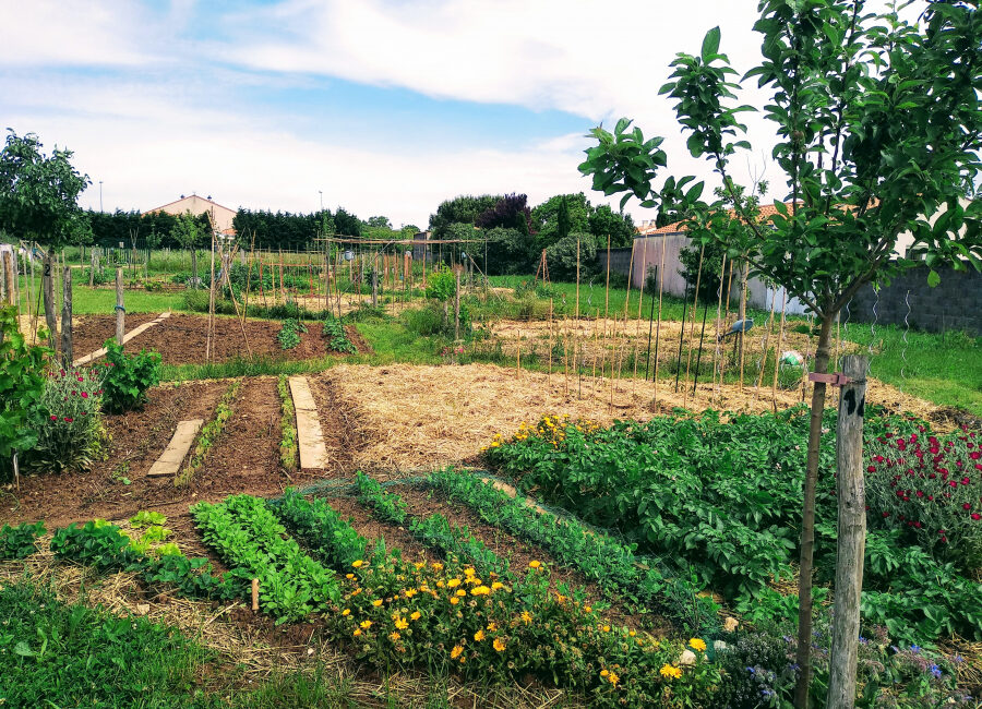 découvrez les jardins partagés à escales, un espace de convivialité et de solidarité où chacun peut cultiver, échanger et créer du lien social.