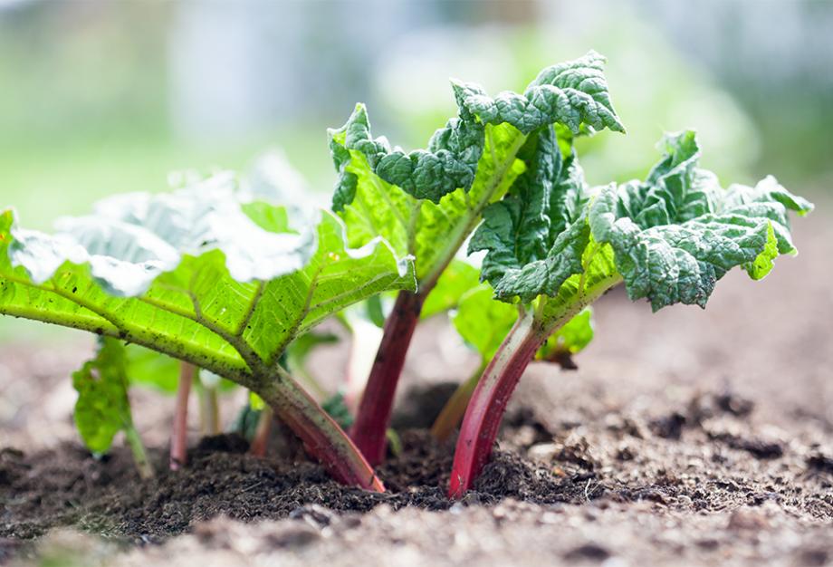 découvrez 3 secrets essentiels pour réussir la culture et la cuisine de la rhubarbe. conseils pratiques pour un jardin florissant et des recettes savoureuses.