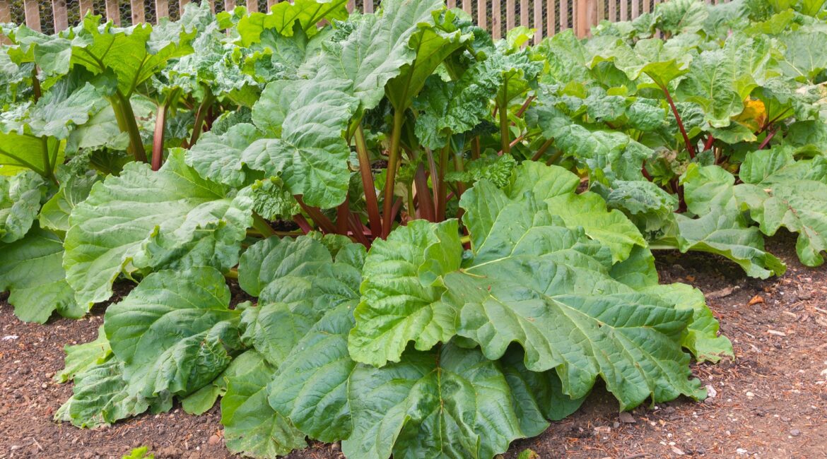 découvrez 3 secrets essentiels pour bien cultiver et cuisiner la rhubarbe, du jardin à votre assiette.