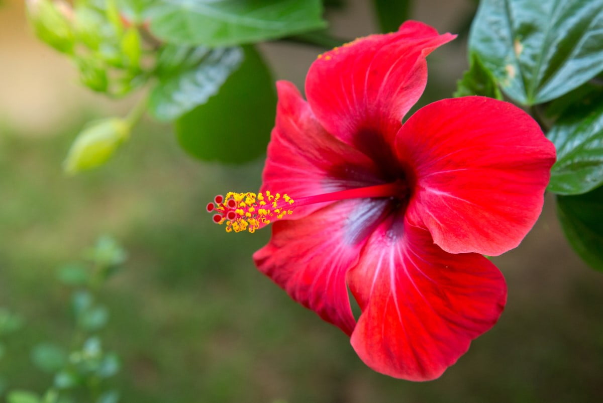 longtemps oubliée, cette fleur fait son retour dans les jardins en 2026. découvrez pourquoi elle séduit et comment l’adopter sans entretien compliqué.