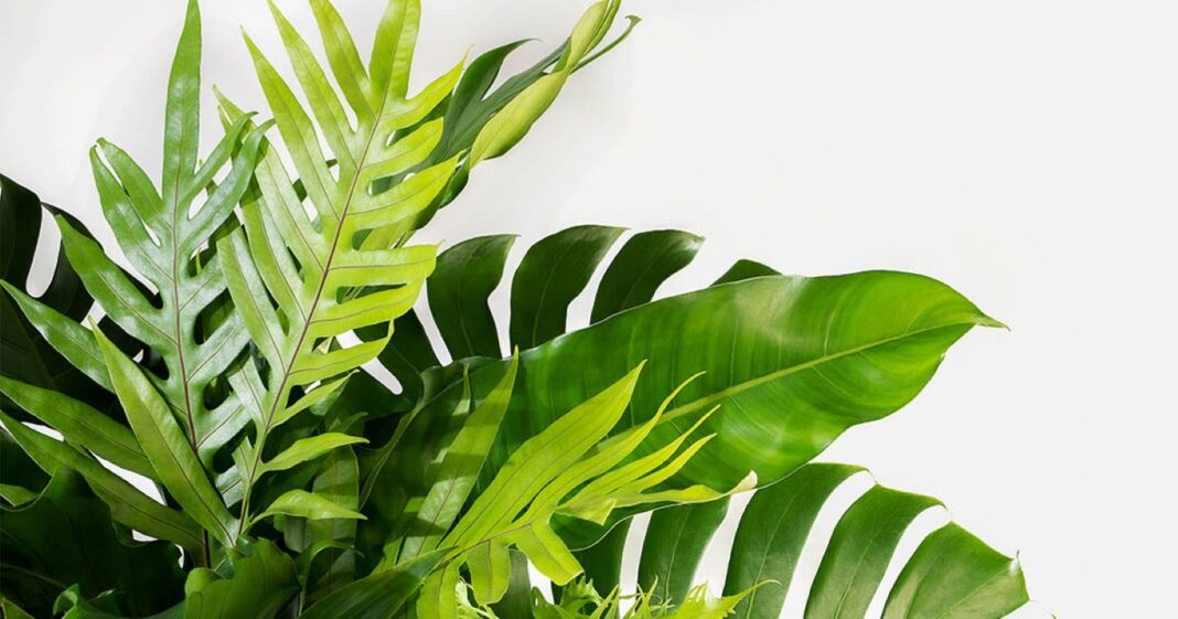 découvrez une plante rapide à pousser, nécessitant peu ou pas d'arrosage, idéale pour remplacer la haie de thuyas et embellir votre jardin durablement.