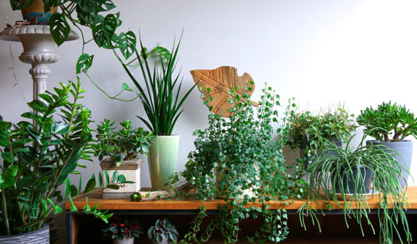 découvrez une plante rapide à pousser et sans besoin d'arrosage, idéale pour remplacer votre haie de thuyas tout en apportant beauté et facilité d'entretien à votre jardin.
