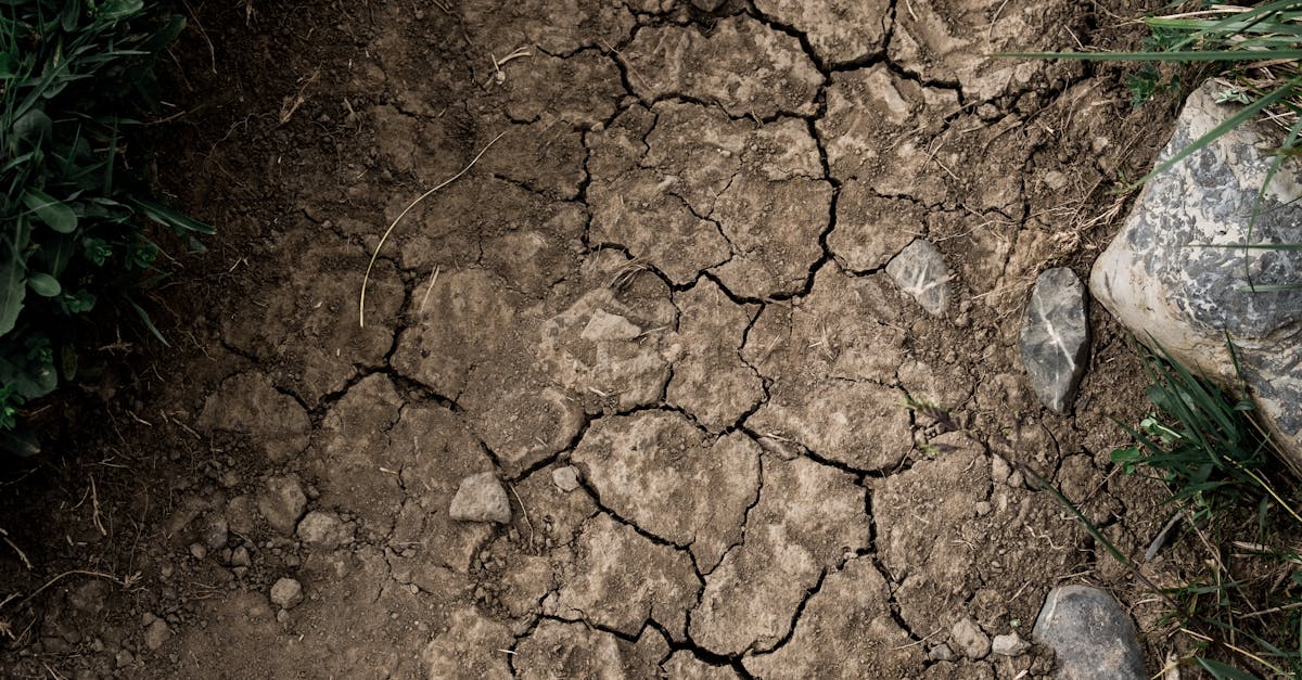 découvrez les 5 plantations les plus menacées par la sécheresse prolongée et comment elles sont affectées par le manque d'eau.