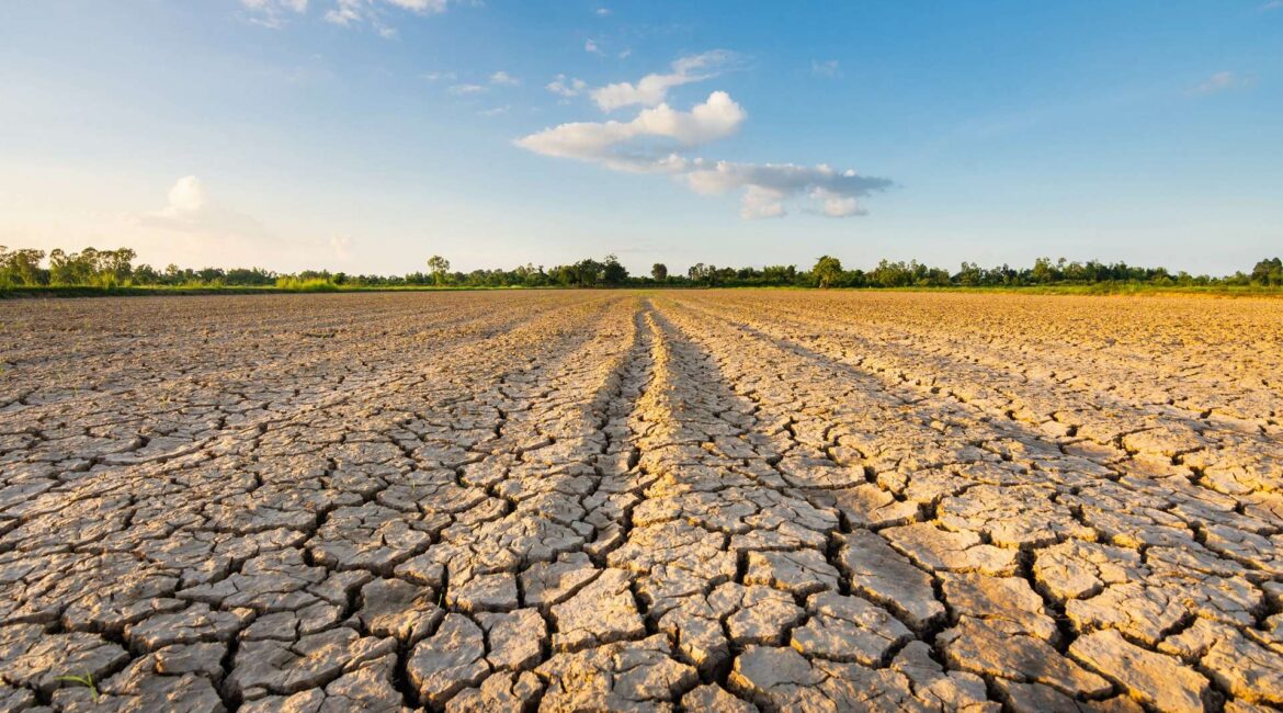 découvrez les 5 plantations les plus menacées par la sécheresse prolongée et comment protéger vos cultures face à ce défi climatique.
