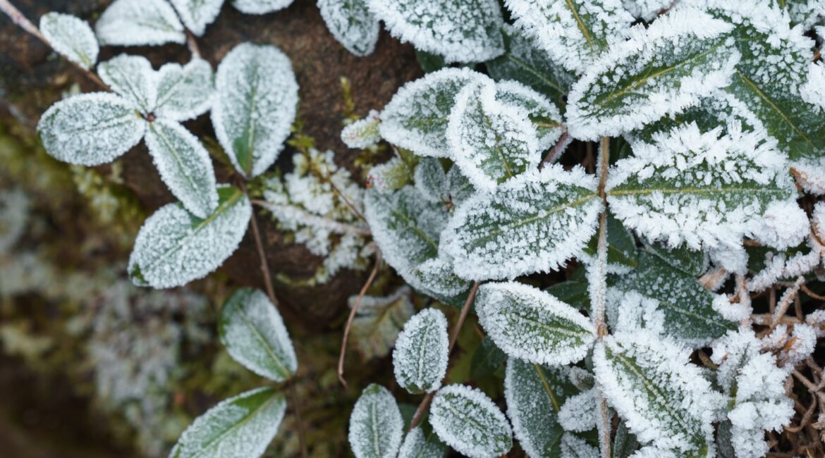Feuilles de plantes couvertes de givre en hiver
