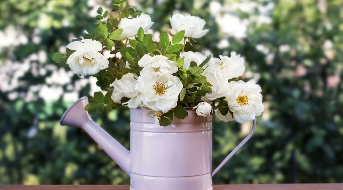 Bouquet de roses blanches dans un arrosoir décoratif