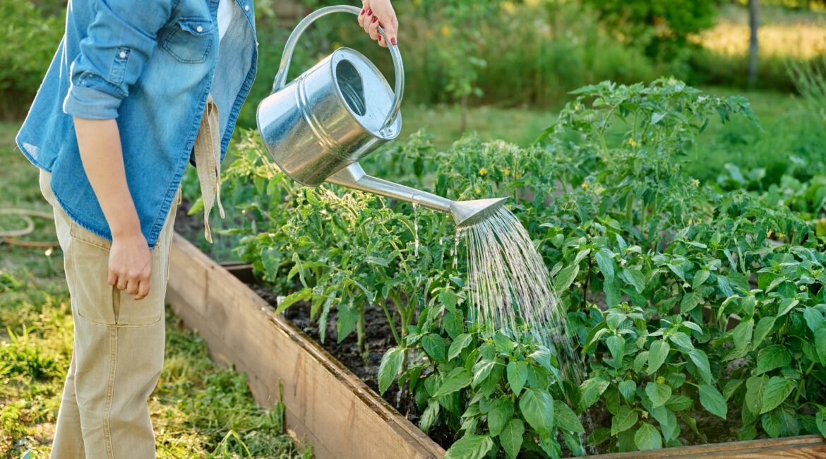 Jardinière arrosant une planche de légumes à l’arrosoir dans un potager en carré